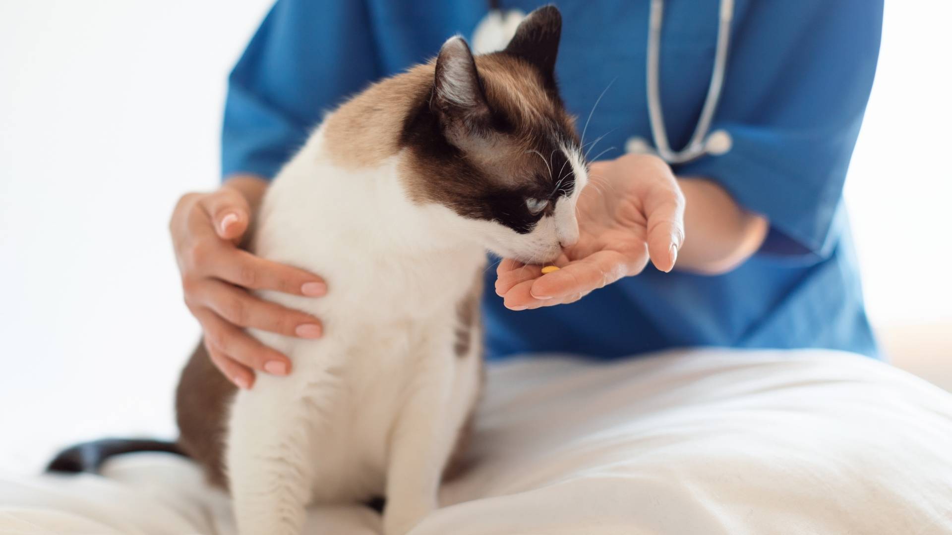 desparasitación gato